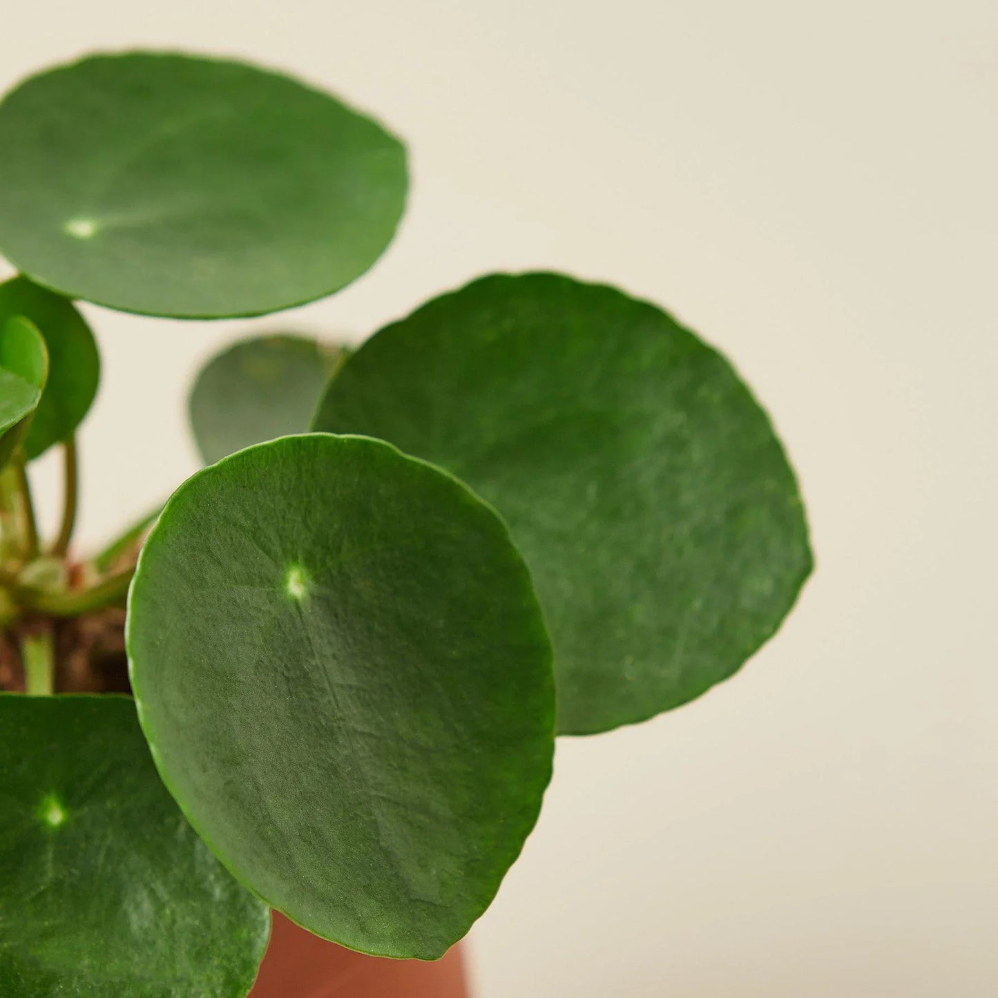 Chinese Money Plant //