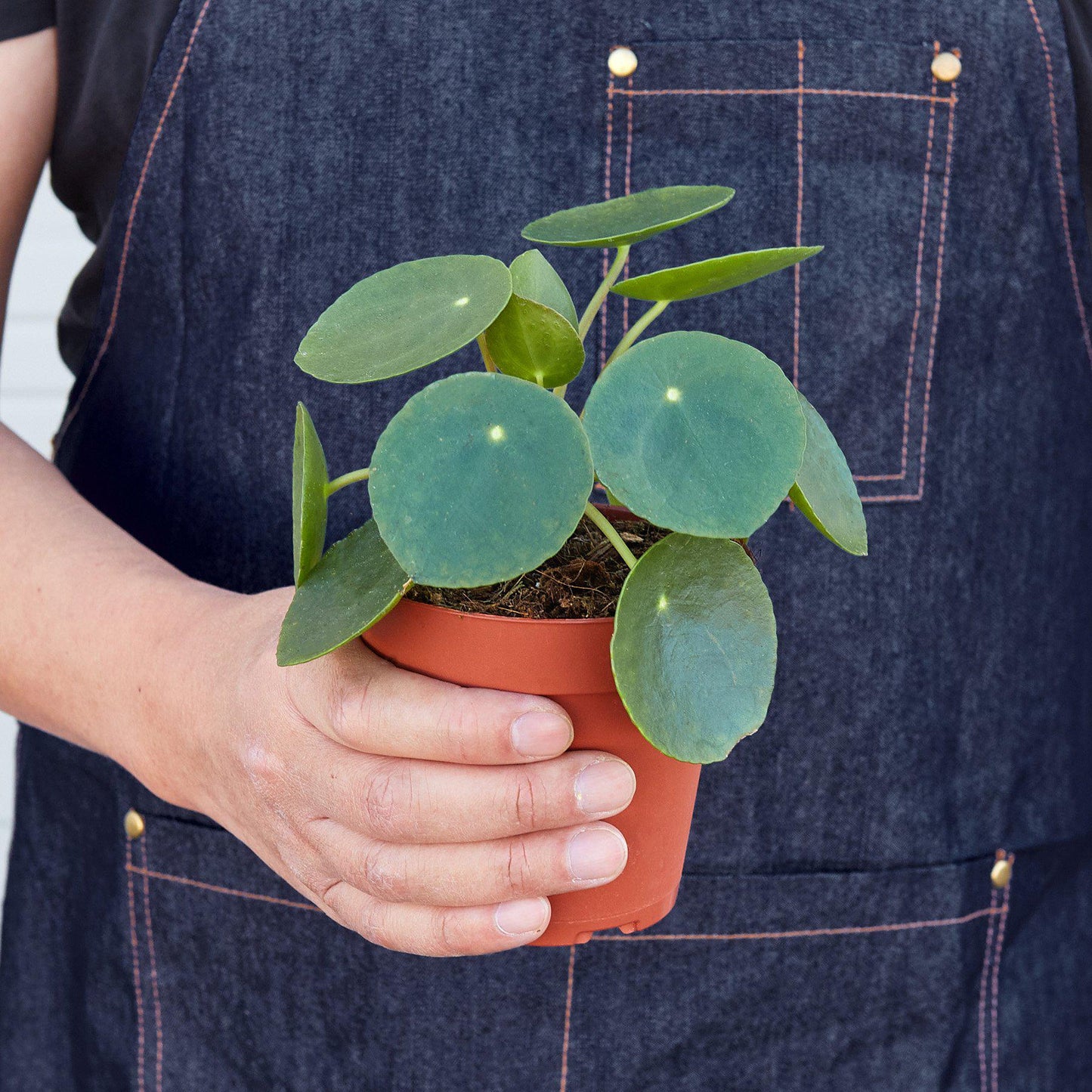 Chinese Money Plant //