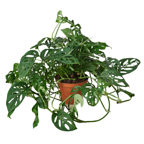 Swiss Cheese 'Monstera Adansonii'