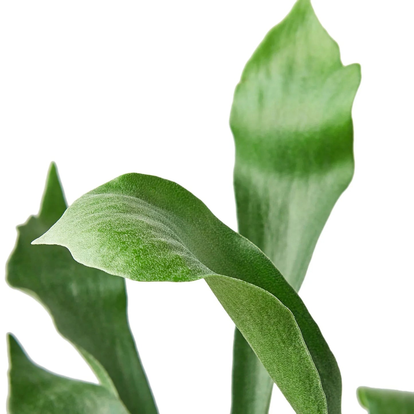 Staghorn Fern 'Platycerium bifurcatum'