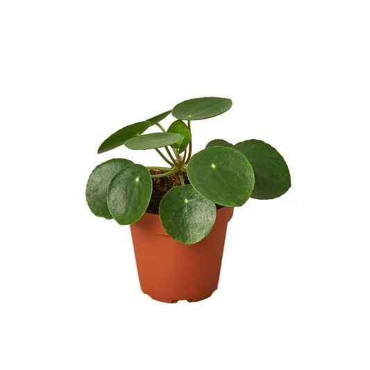 Chinese Money Plant //