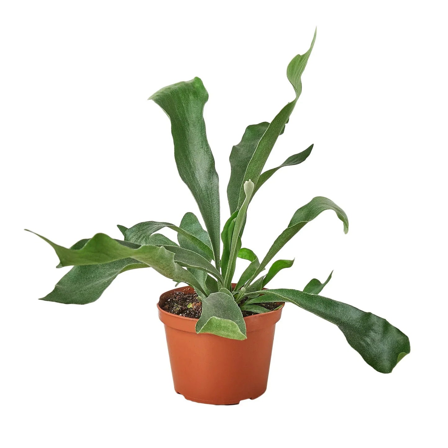 Staghorn Fern 'Platycerium bifurcatum'